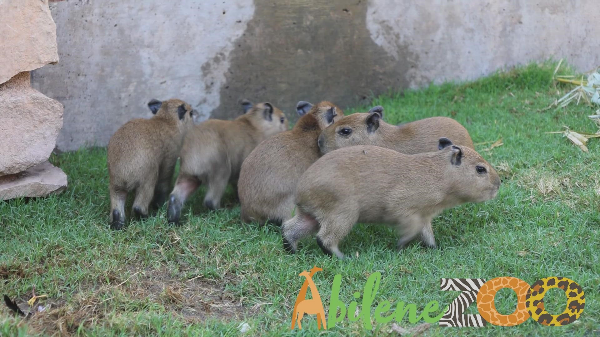 Baby capybaras born on exhibit at Abilene Zoo.