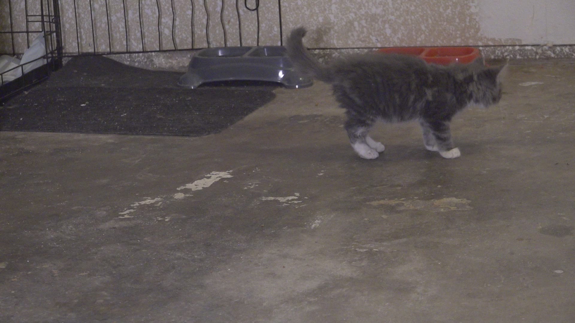 A litter of kittens is one of the many animals needing a home in the Greenwood neighborhood.