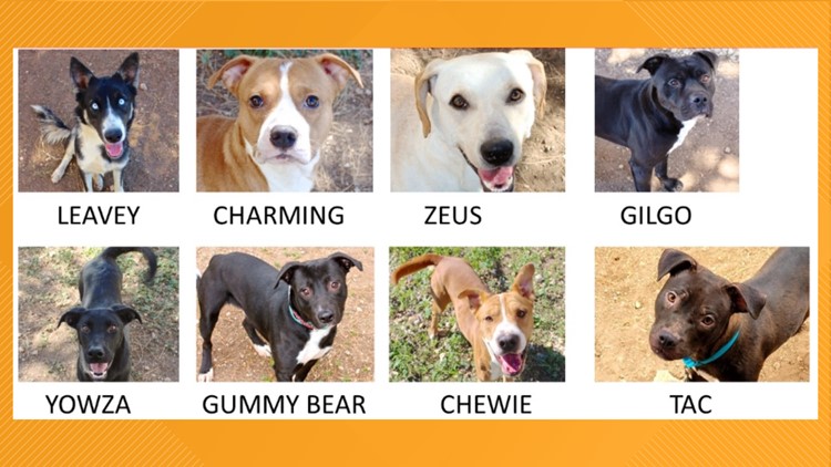 San Angelo Animal Shelter at capacity, nine dogs need to be adopted/fostered