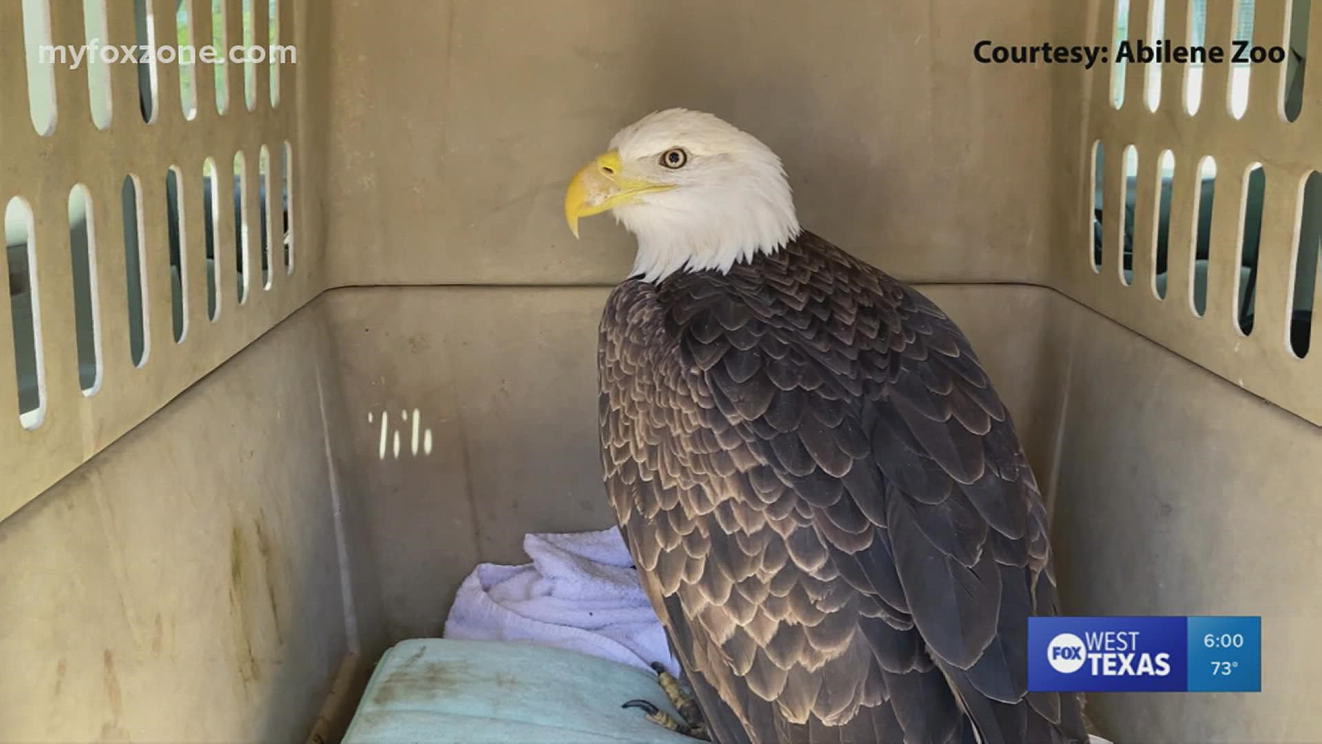 It took a village to help an injured bald eagle get back to its natural habitat.
