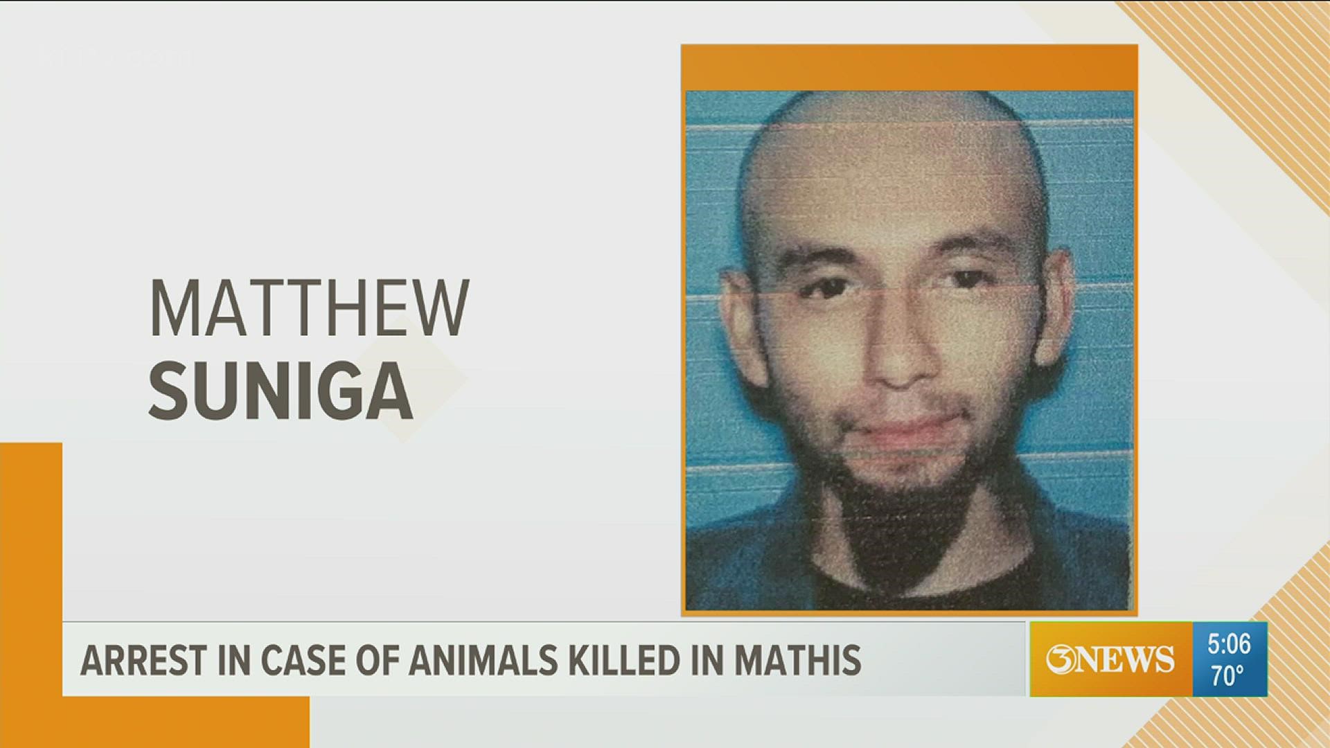 Matthew Suniga, 30, confessed to killing the animals, Chief Scott Roush with Mathis Police Department told 3News.