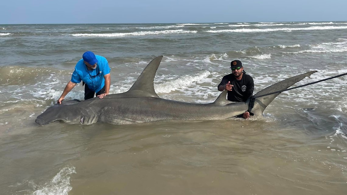 Massive shark caught off Texas coast