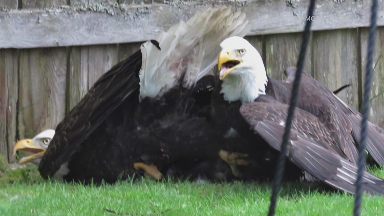 Photos: 2 bald eagles spotted fighting in Seattle backyard for five hours