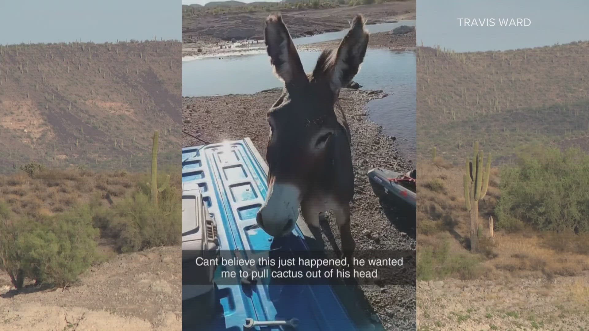 The man was taking a break from kayaking when the animal approached him on a beach at Lake Pleasant.