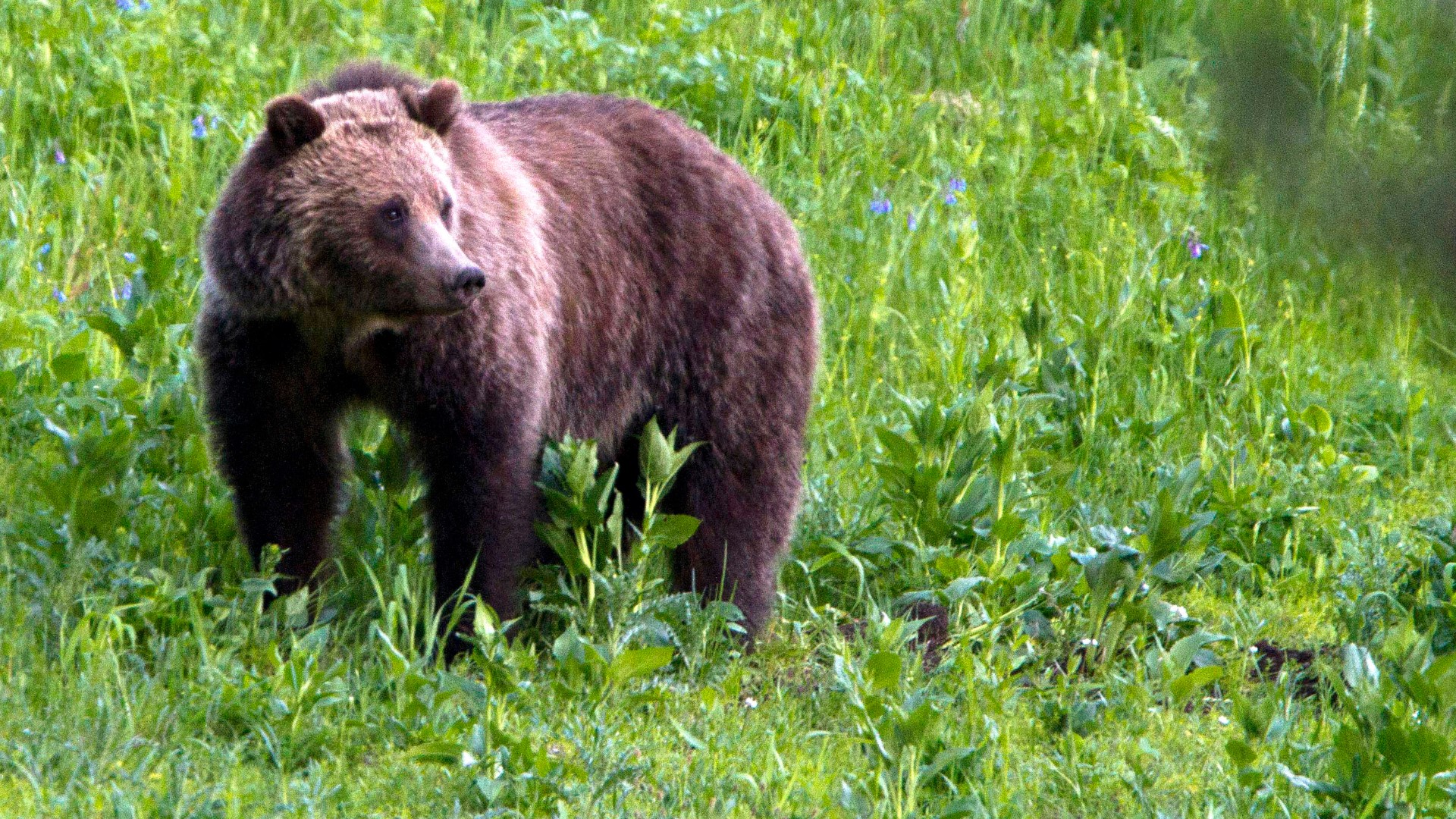 Federal officials rejected claims by Idaho that protections should be lifted beyond the regions surrounding Yellowstone and Glacier national parks.