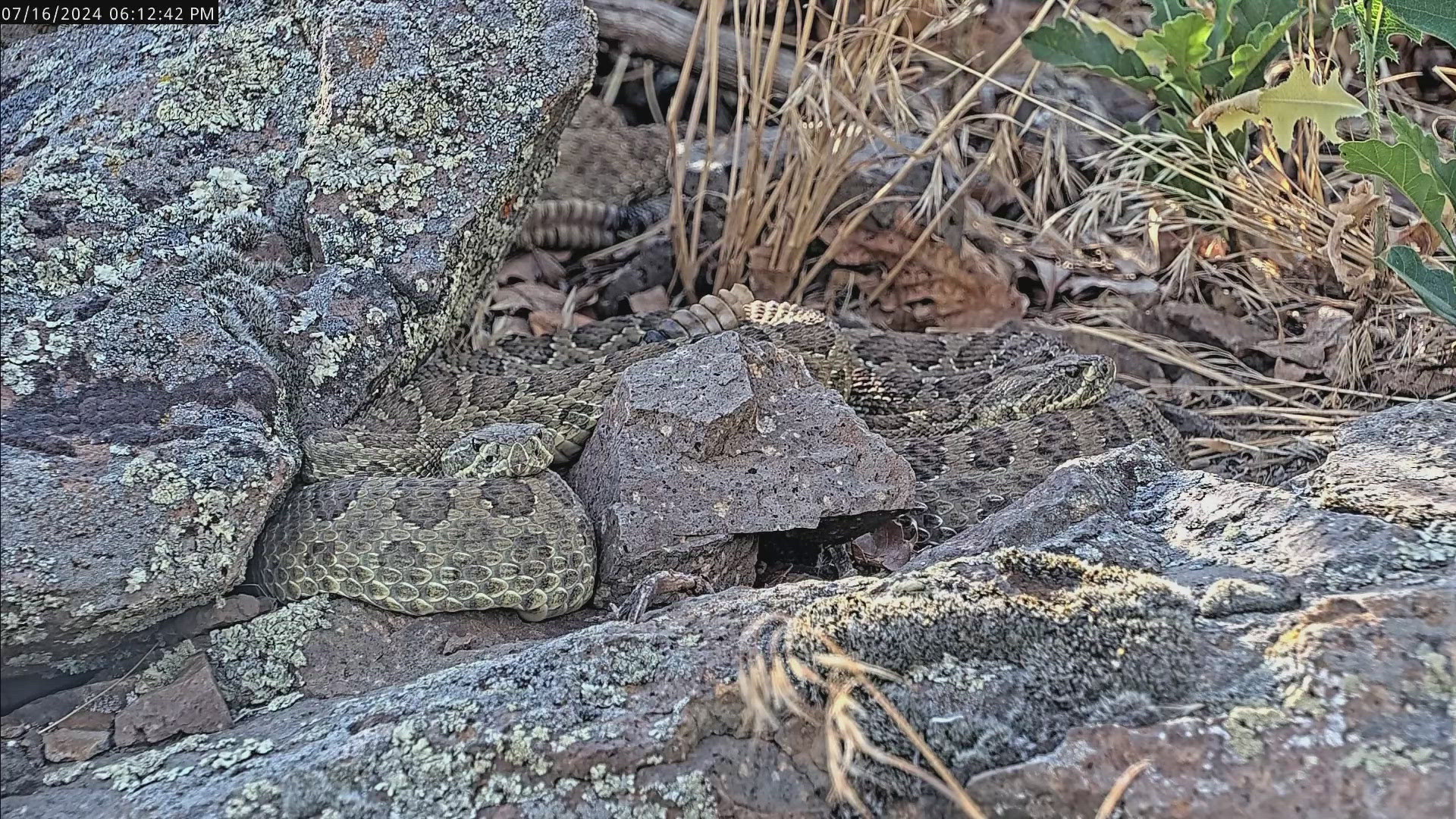 Researchers at California Polytechnic State University set up a livestream so people can watch prairie rattlesnakes in their natural habitat.