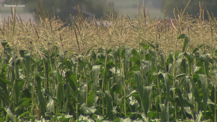 Fritzler Farm Park unveils 2021 corn maze design