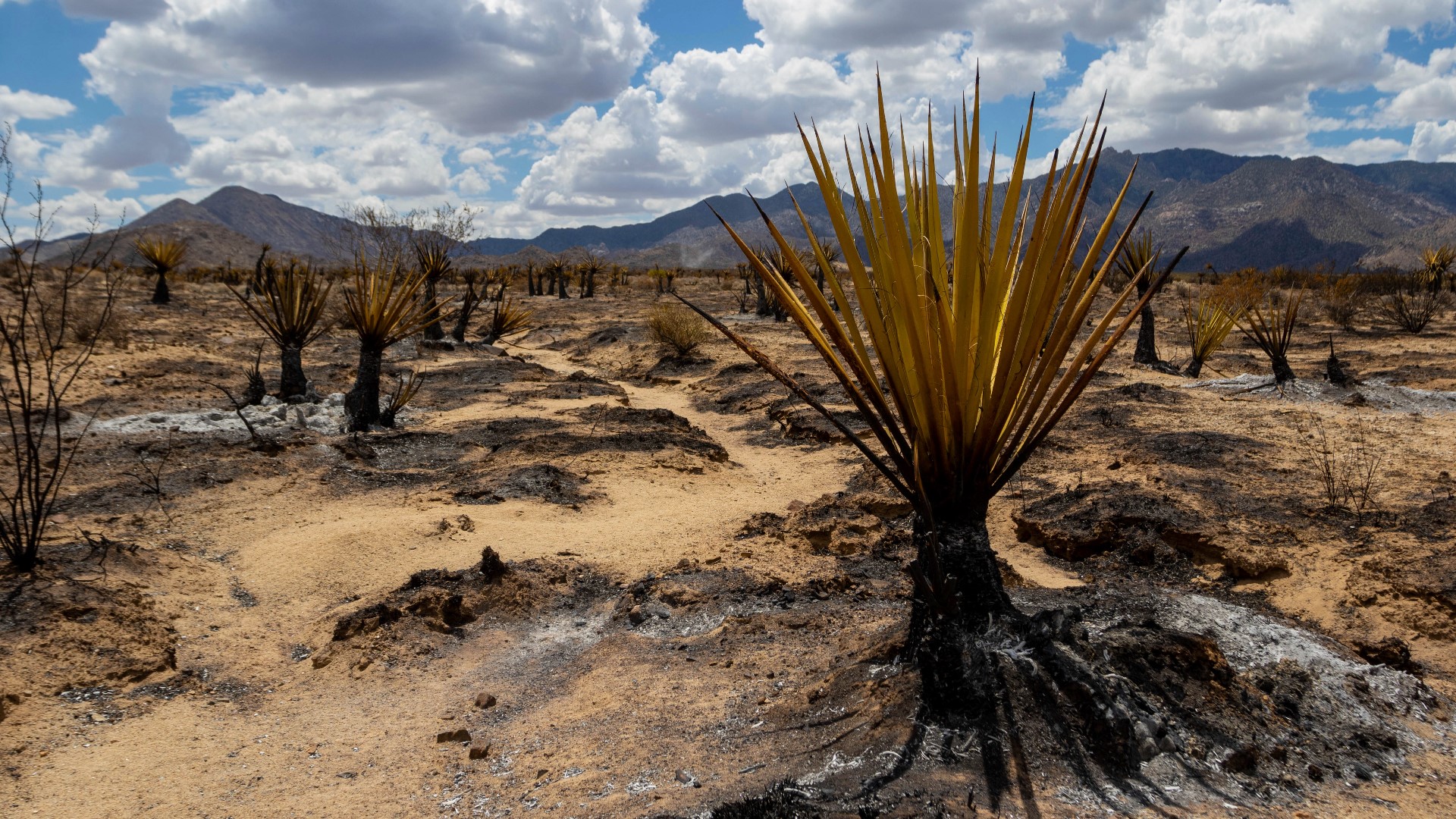 Progress made on York Fire, but flames threaten Joshua trees