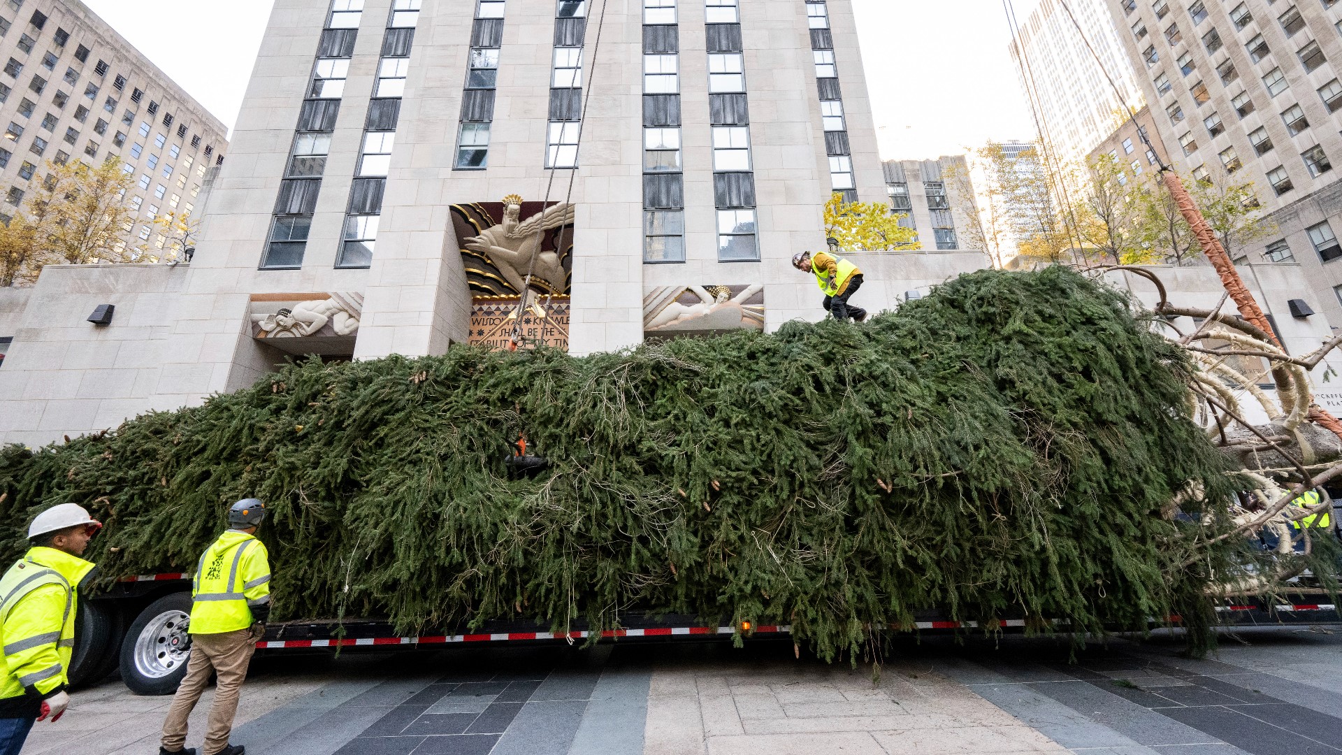 Hailing from Vestal, New York, the tree stands 80 feet tall and weighs about 12 tons.