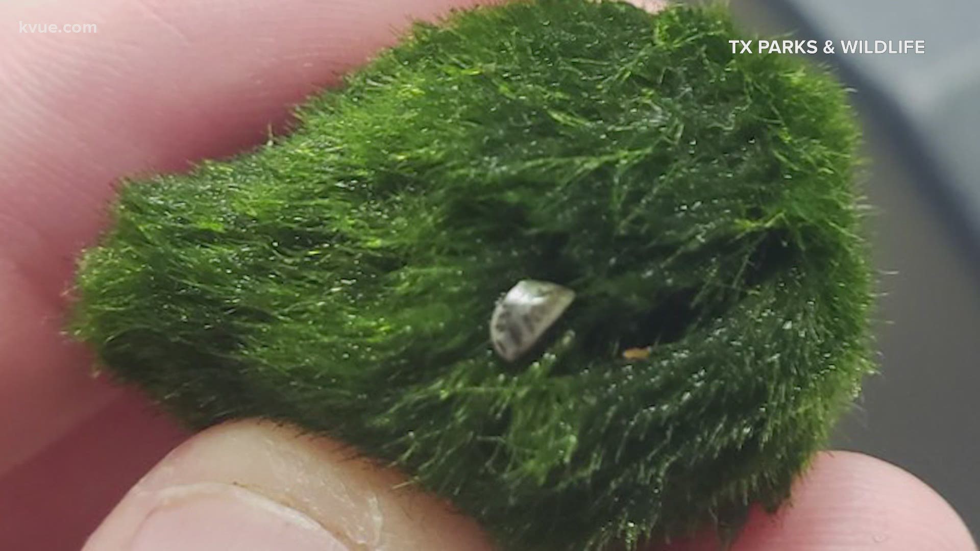 The moss balls have been sold at Petco and Petsmart.
