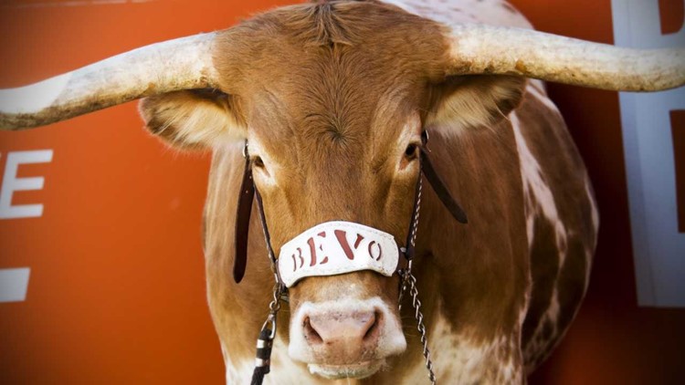 VERIFY: Is Bevo, Texas Longhorns’ mascot, drugged during games?