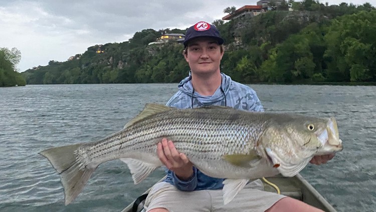 'Monster' stripped bass caught on Lady Bird Lake
