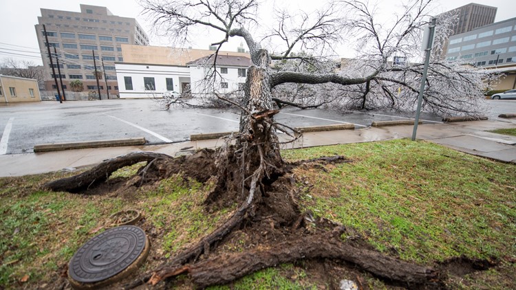 Does insurance cover fallen tree branches? Here's what you need to know