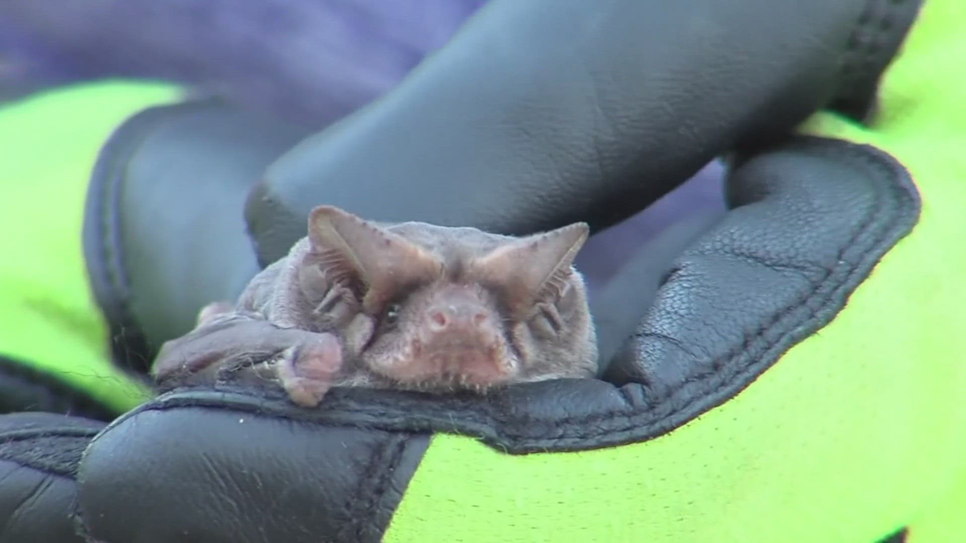 Don't be alarmed if you see a lot of bats in the Permian Basin, a local museum scientist says they are finding a place to stay warm.