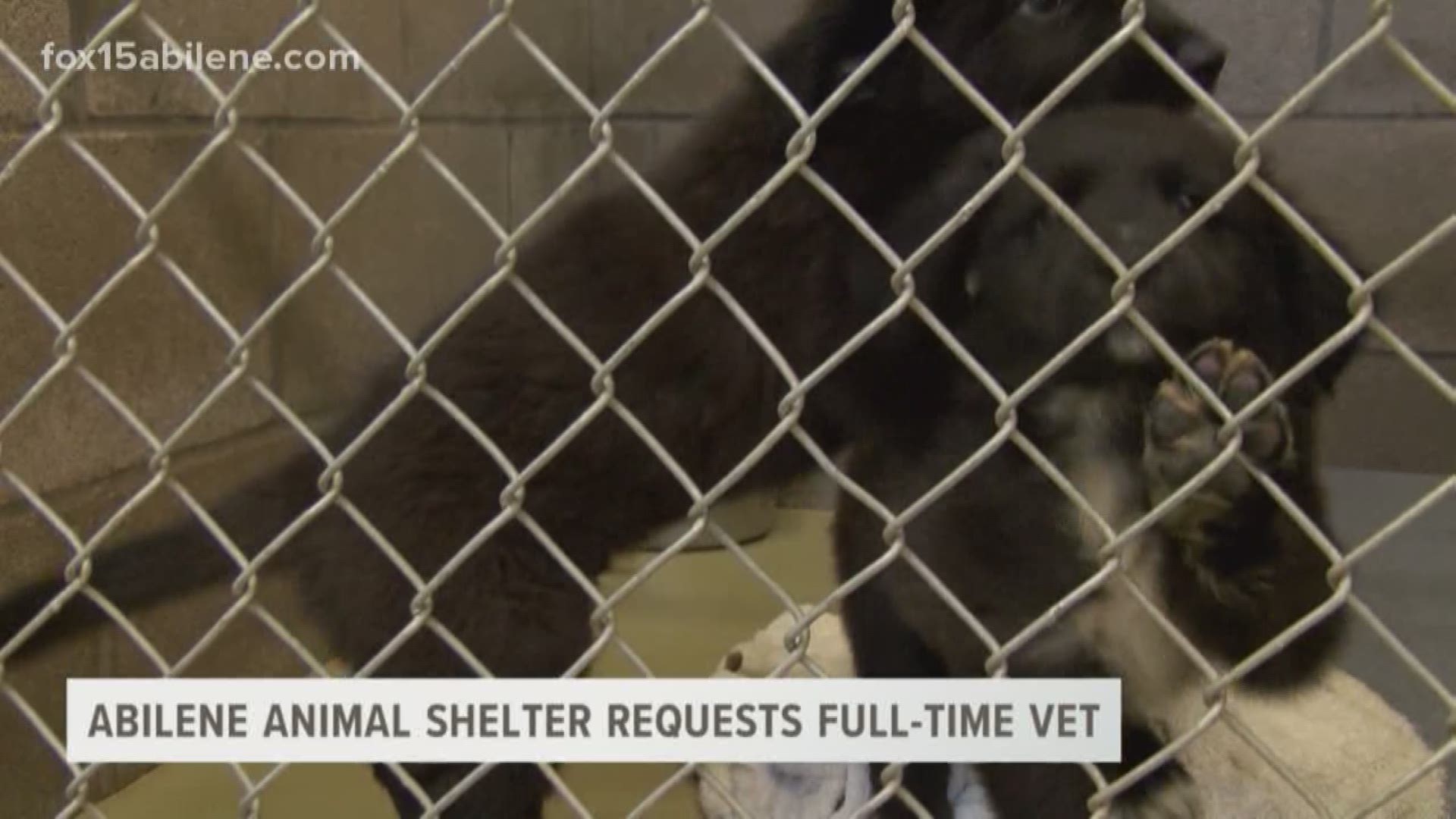 Abilene Animal Services director requests a full-time vet and vet tech for shelter