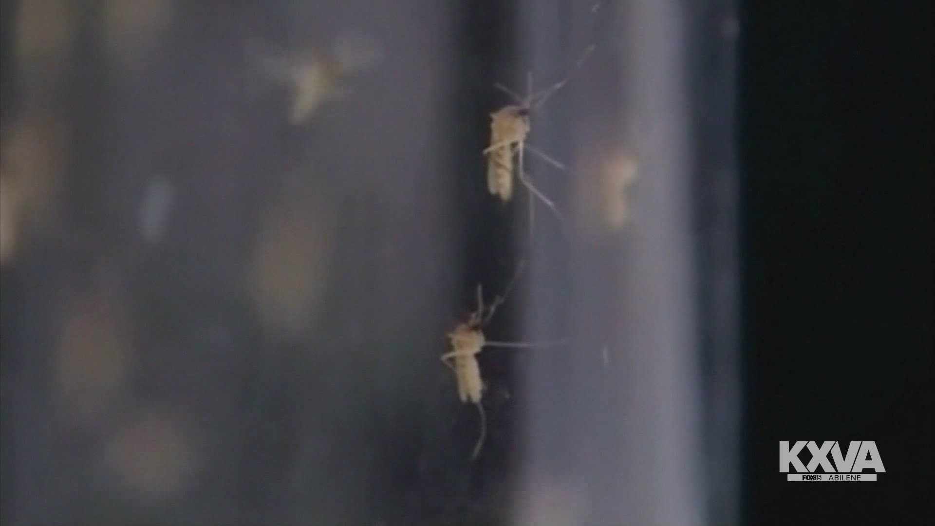 Abilene-Sweetwater area ranks No. 38 in U.S. for mosquito presence.