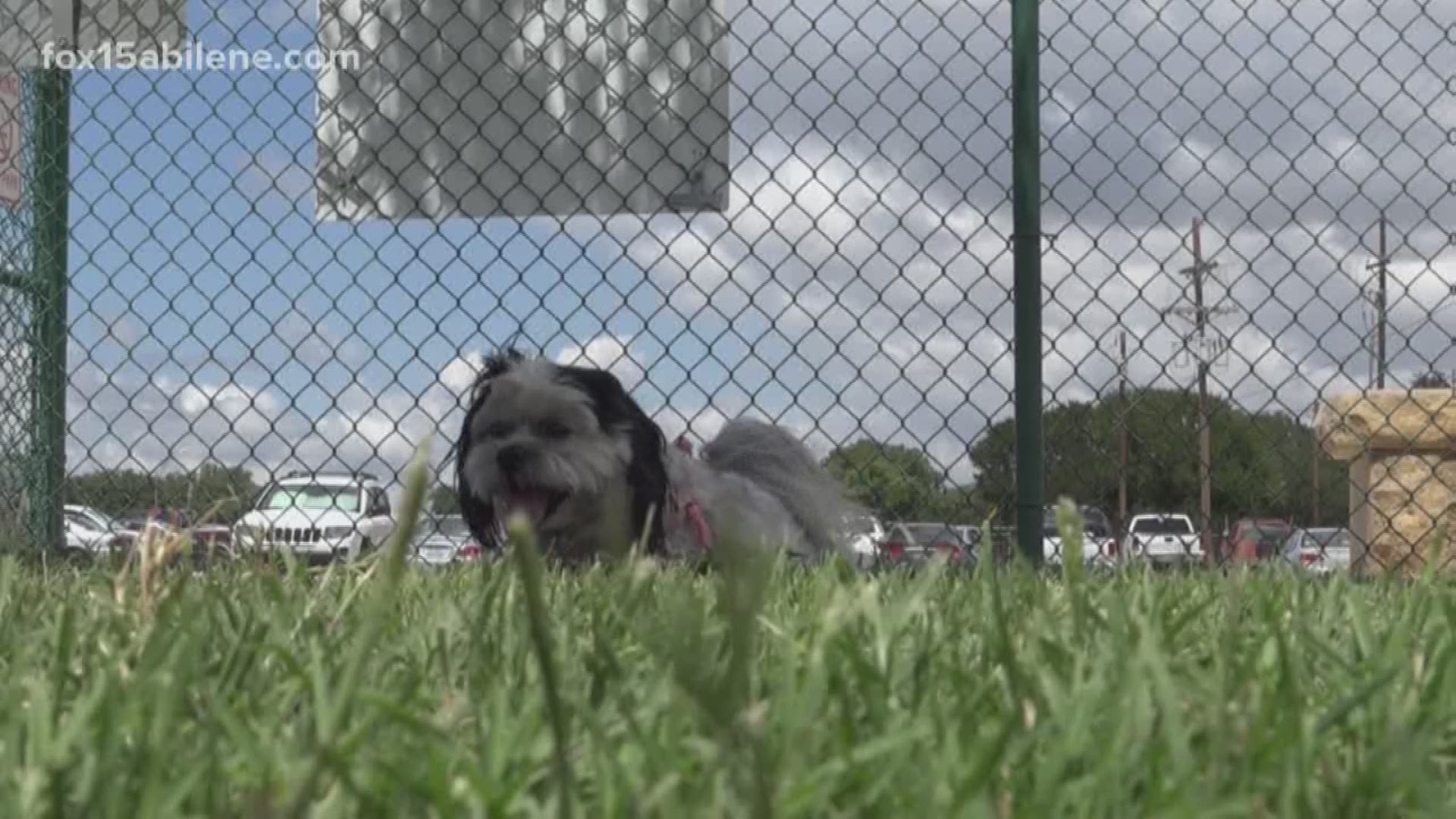 Texas saw an increase in dog bites, and Abilene Animal Services said about 600 are reported each year.