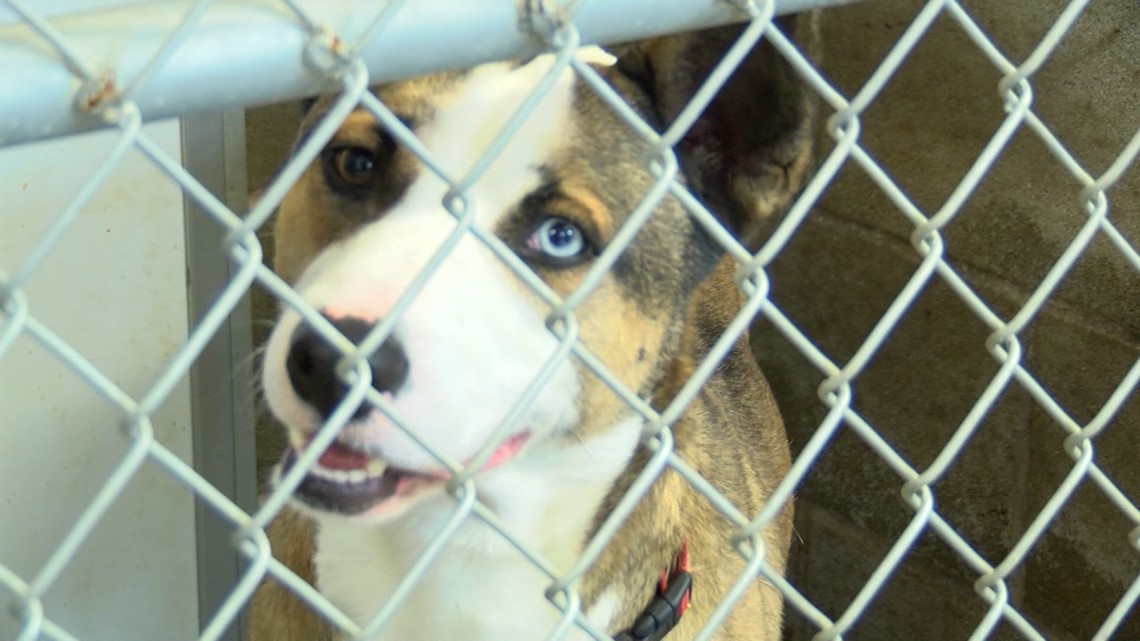 Abilene Animal Services requests fulltime vet, vet tech for shelter
