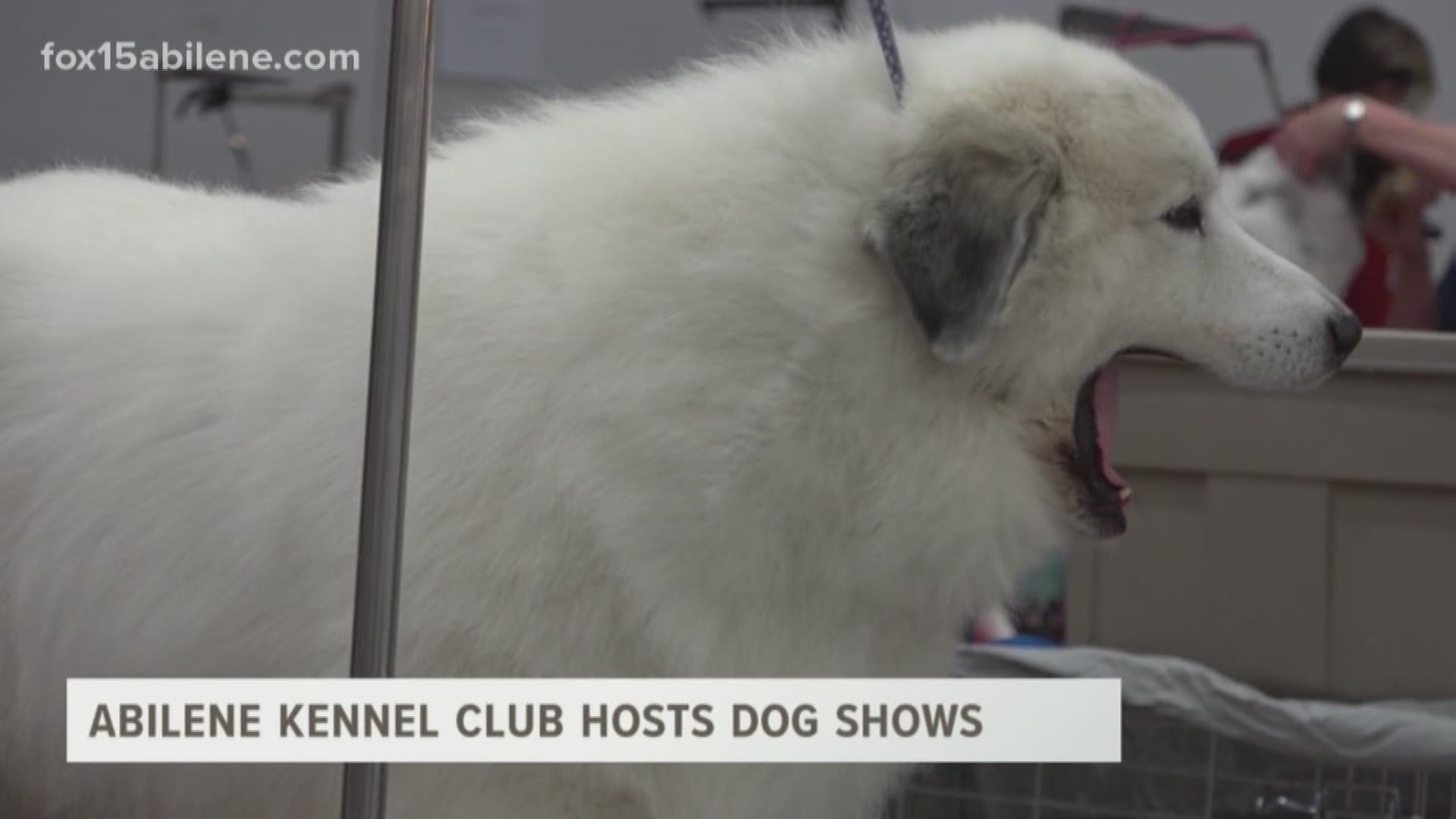 Hundreds of purebred dogs from around the country are in Abilene for dog shows. 