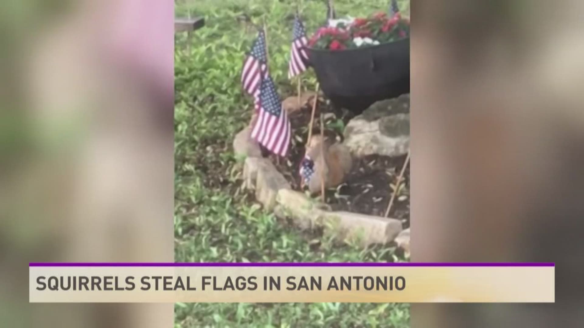 American flags in a Texas veteran's yard were stolen by some unexpected thieves.