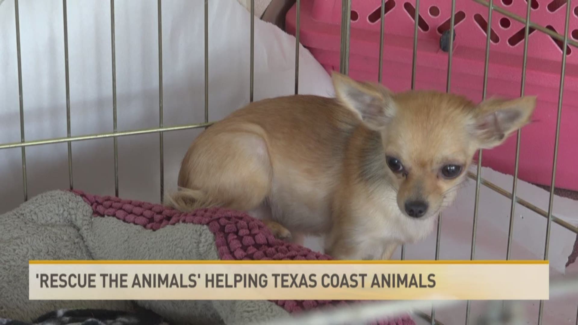 WATCHDESK: Help 'Rescue the Animals' Save Texas Coast Pets 