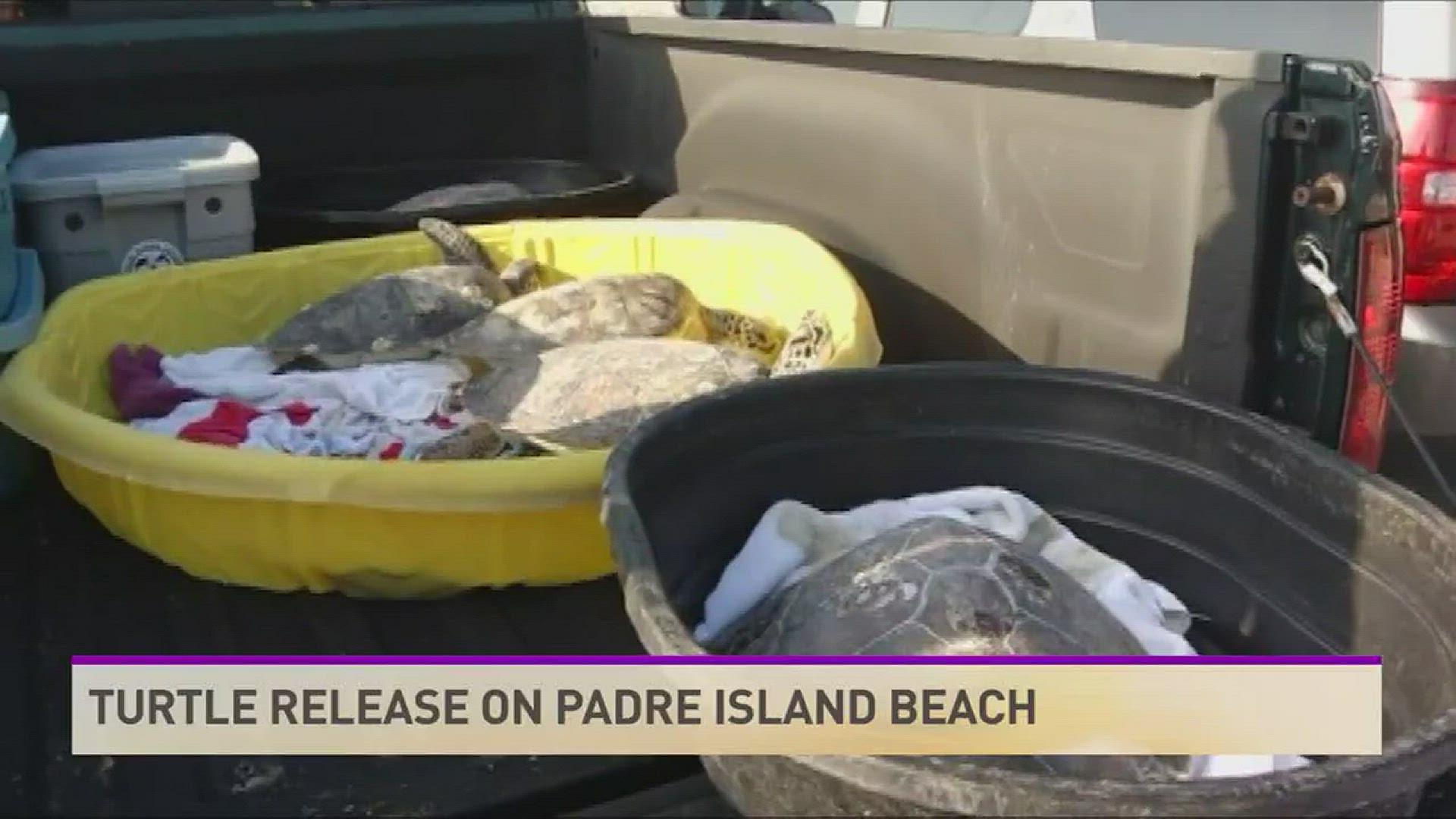 Turtle Release on Padre Island Beach