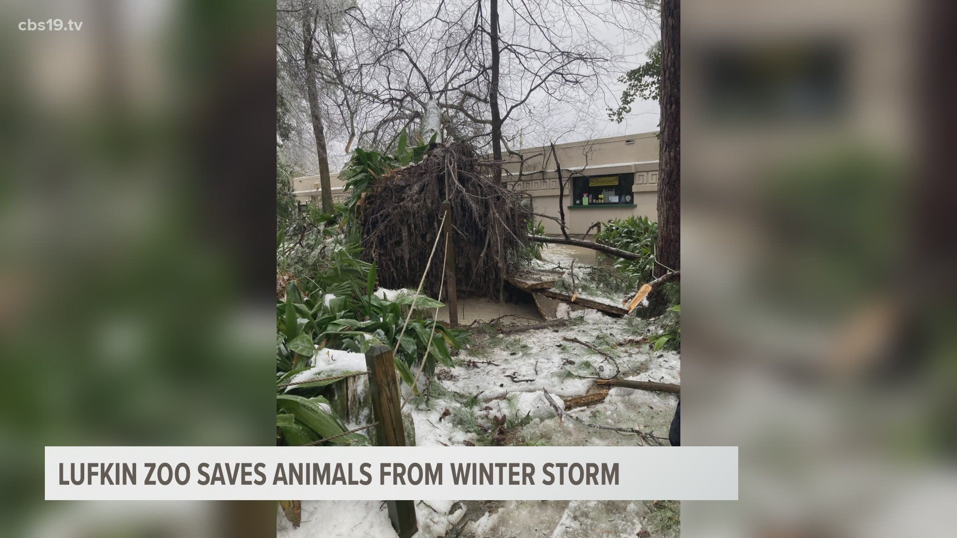 Ellen Trout Zoo kept 800+ animals alive during the coldest temperatures Texas has ever felt.