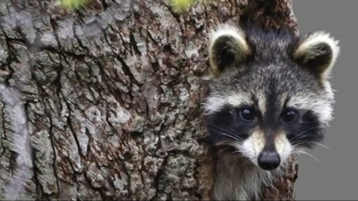 Gilmer Police urge residents to contact Texas Game Warden for raccoon issues