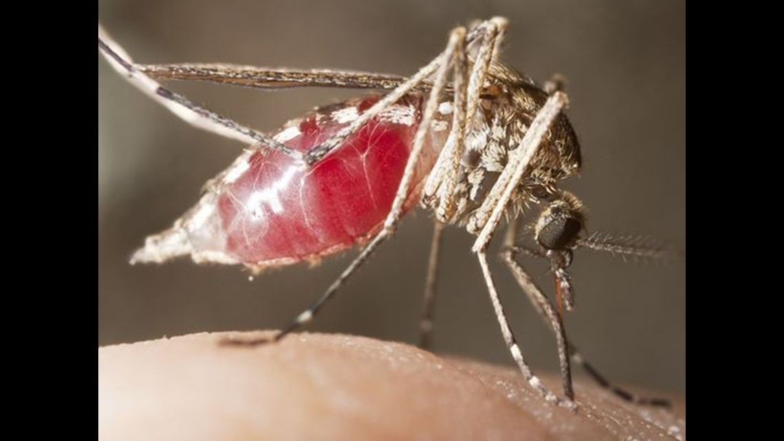 What would happen if we killed all the mosquitoes?