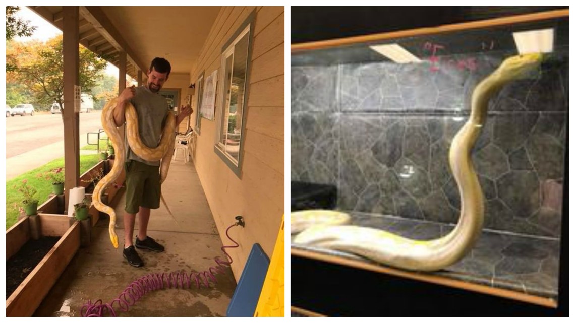 14-foot python escaping Carr Fire gets loose in Redding, Calif ...