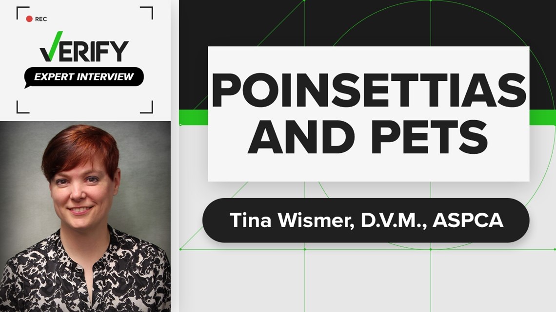 Understanding whether poinsettias and mistletoe are toxic to household pets | Expert Interview with Tina Wismer, D.V.M.