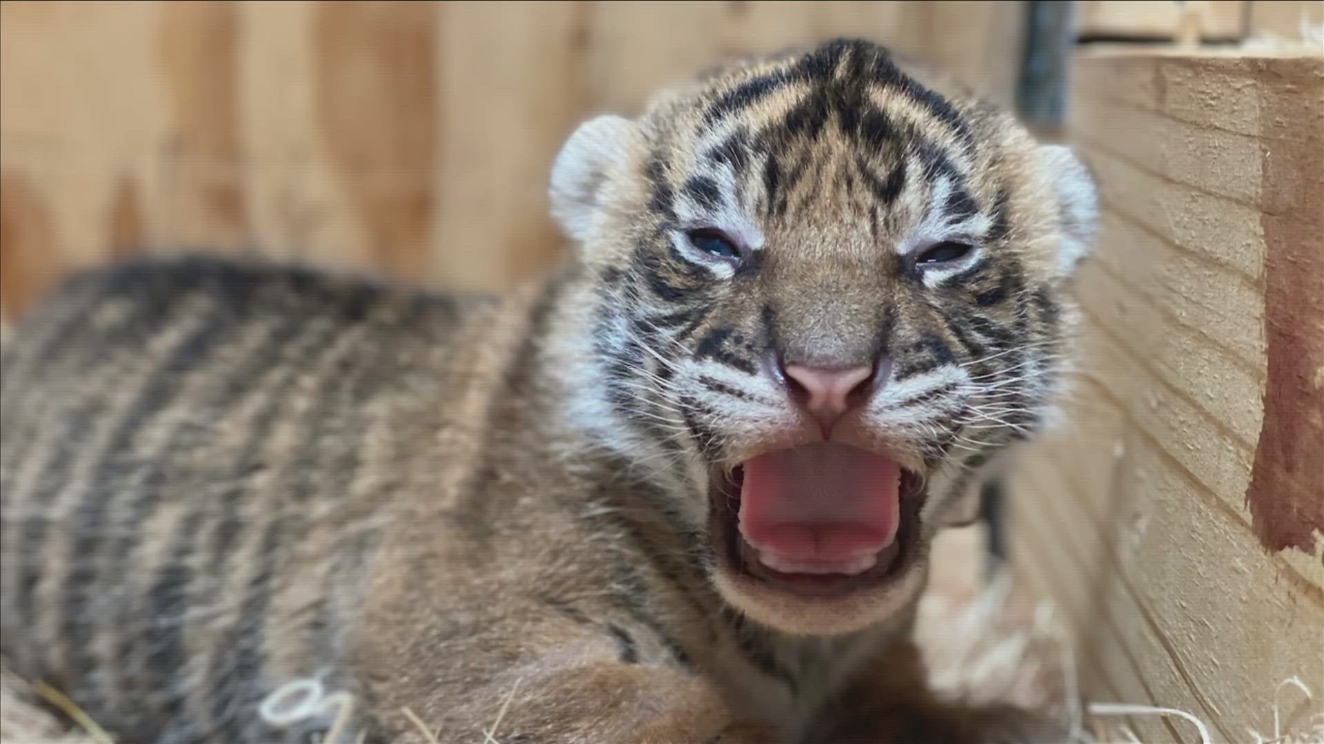 The birth of the cubs is part of a larger effort by the Memphis Zoo to help preserve the tiger population around the world.