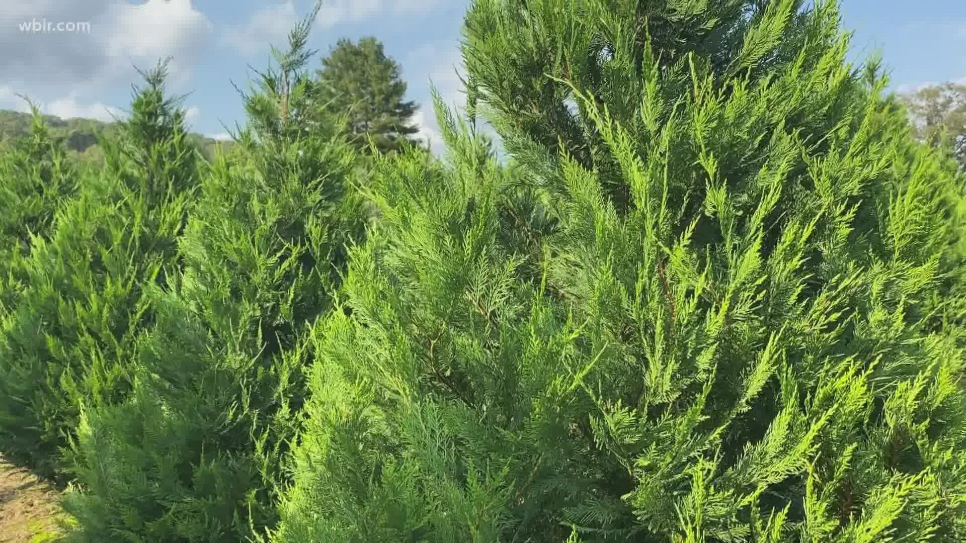 The American Christmas Tree Association predicted a major shortage for the 2021 holiday season.