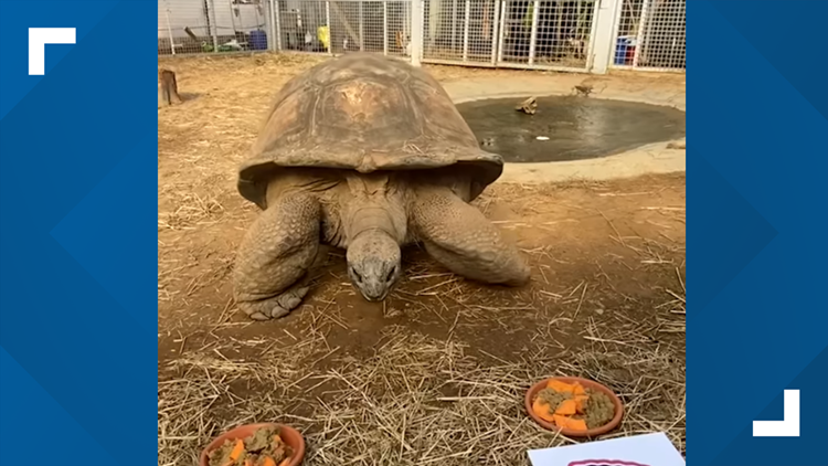 Big Al, Zoo Knoxville's giant tortoise, predicts Kansas City Chiefs Super Bowl win