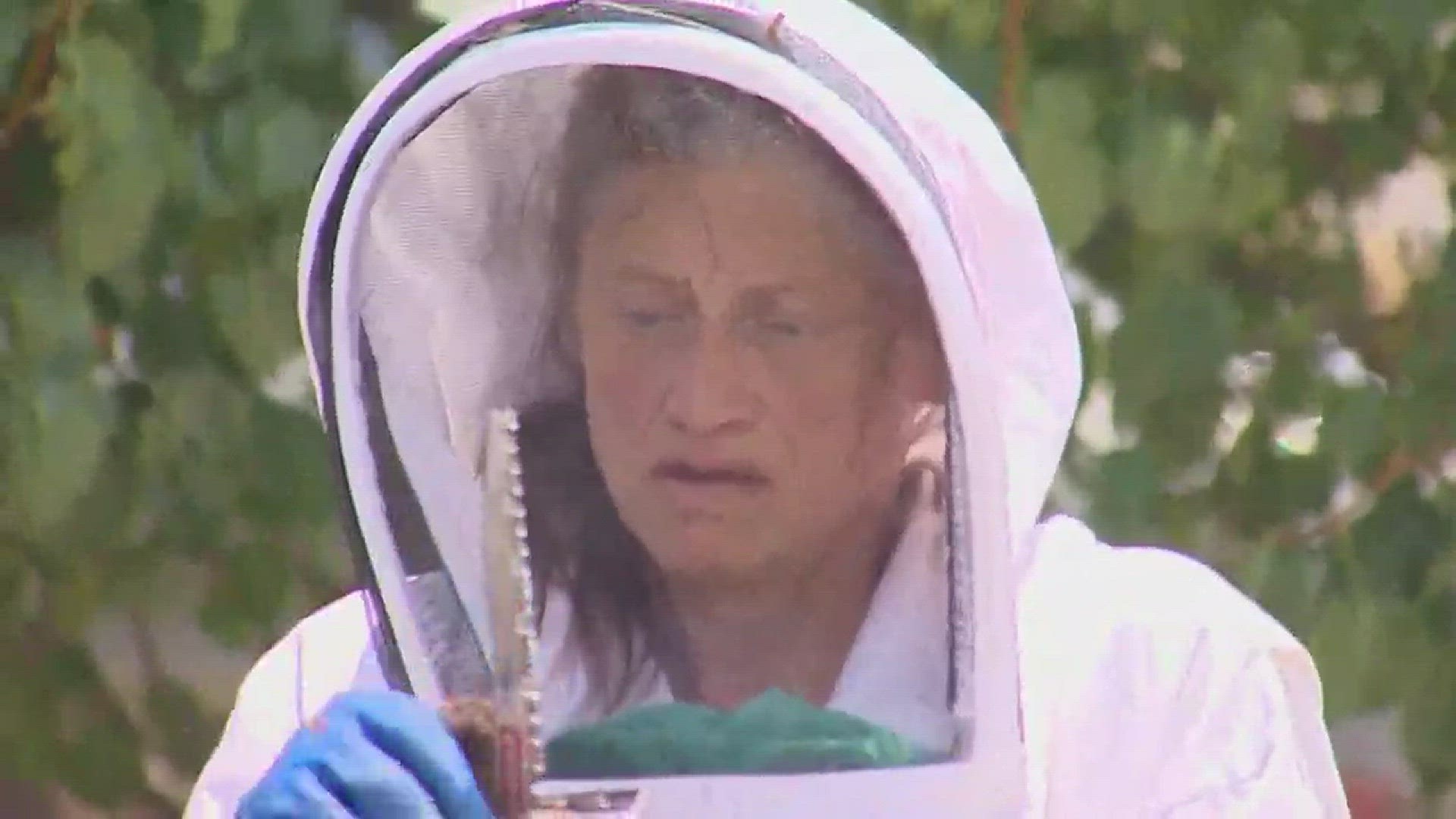Aggressive bees sting people hundreds of times