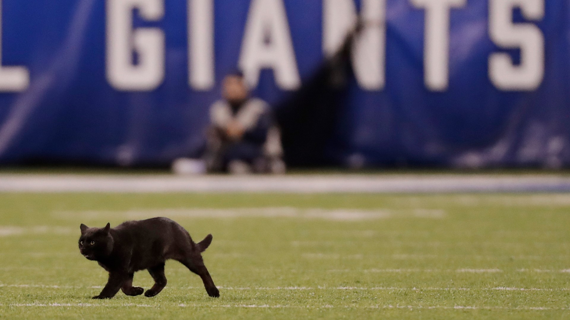 Dallas Cowboys game tonight That time a cat interrupted things