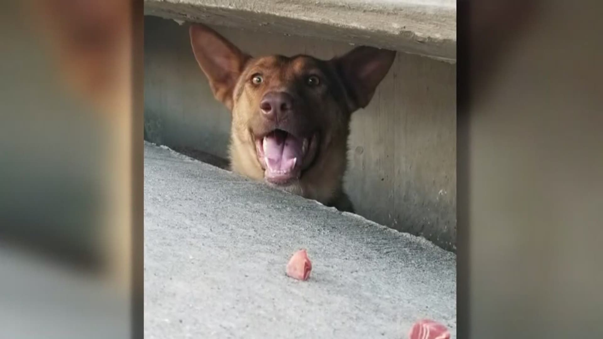 Residents care for dog living in Grand Prairie storm drain