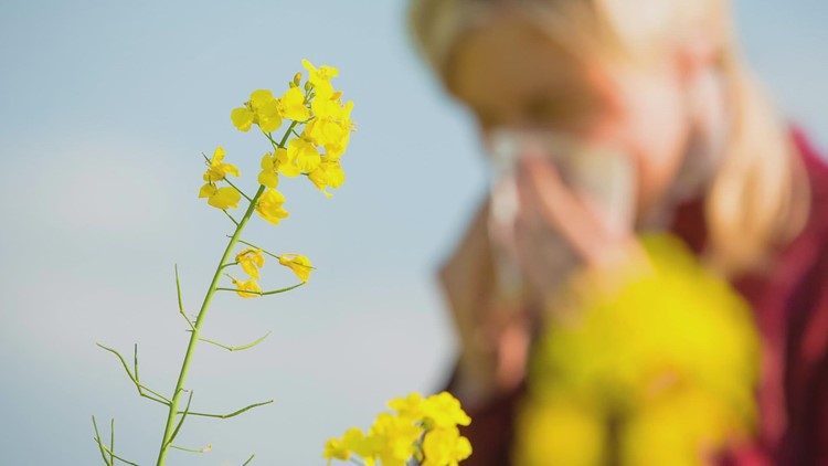 Study: Dallas is worst city in Texas for pollen allergens, 2nd in U.S.
