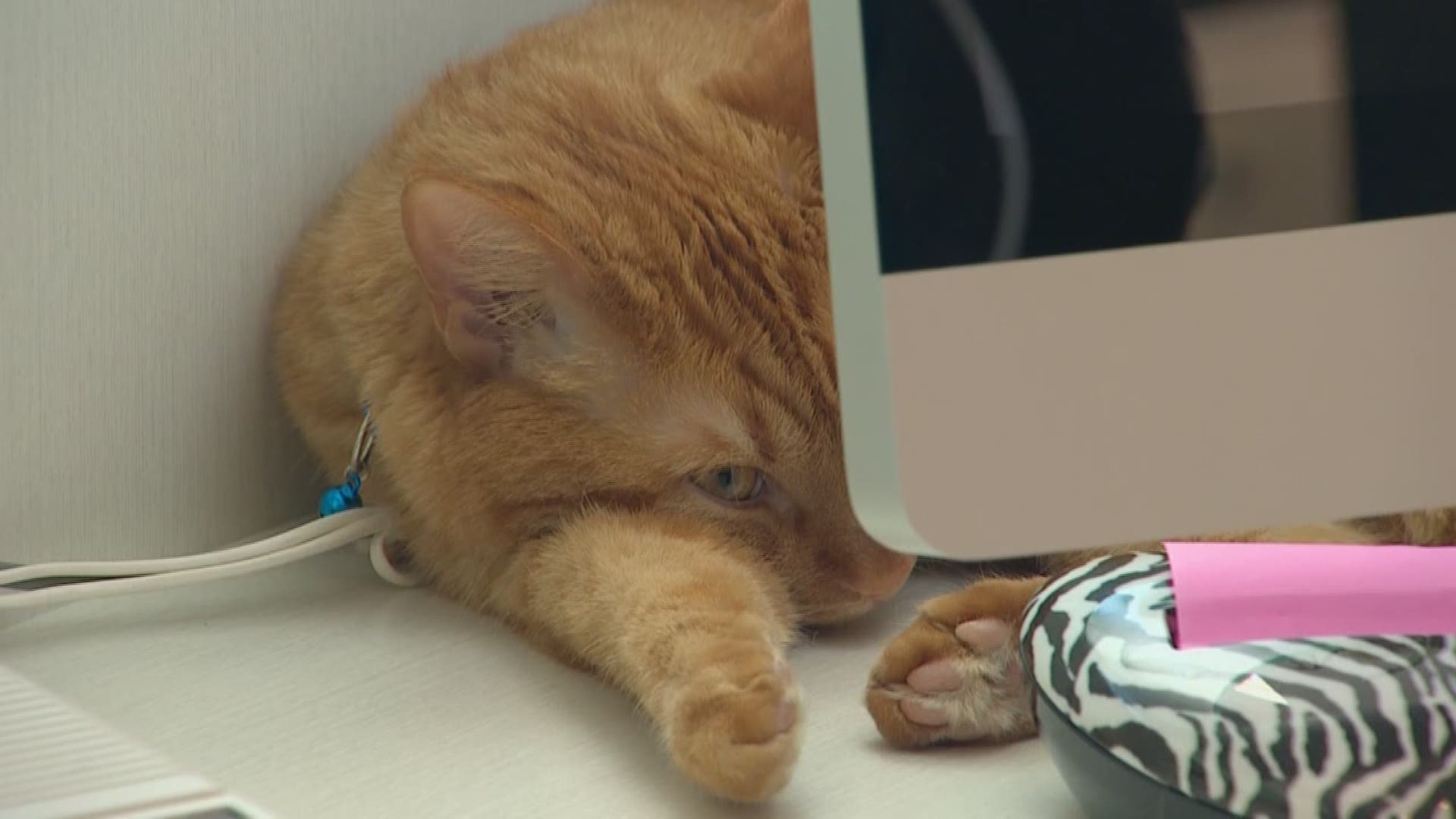 Colorado cat missing for 10 months rescued from hole more than 790 miles away in Dallas