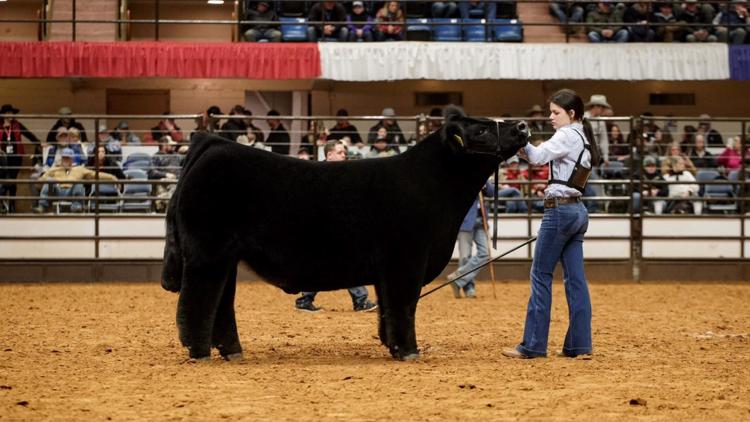 Steer named 'Snoop Dog' wins grand championship at Fort Worth Stock Show & Rodeo, shatters record at auction