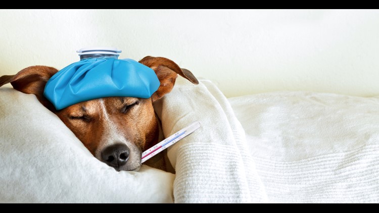 North Texas veterinarians keeping close eye on respiratory illnesses, canine influenza in dogs