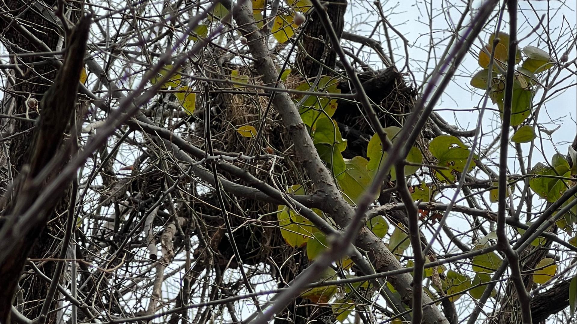 A bald eagle nest was found destroyed on a private property being developed for a subdivision in Sherman, Texas.