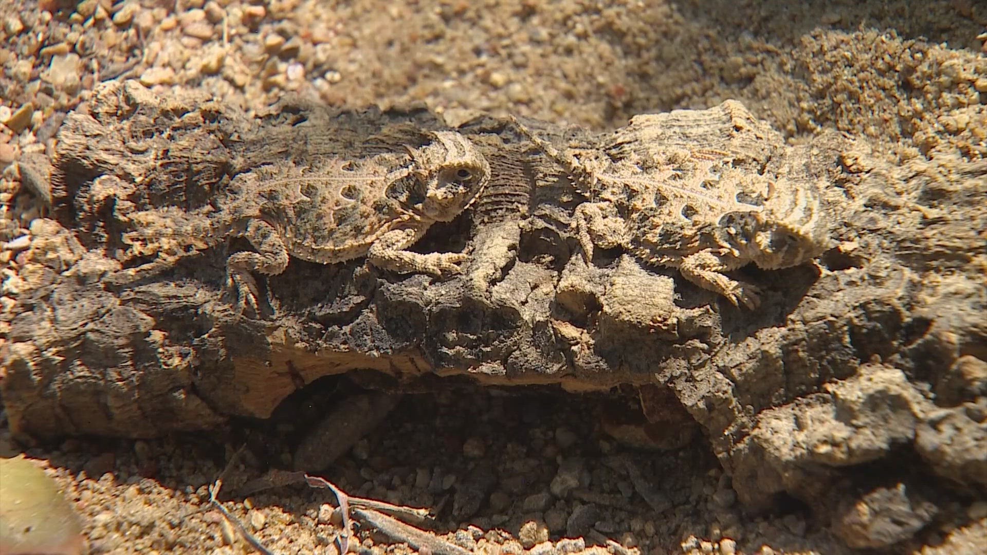 The Horned Lizard is a threatened in animal in the state of Texas where its populations have been declining in recent years.