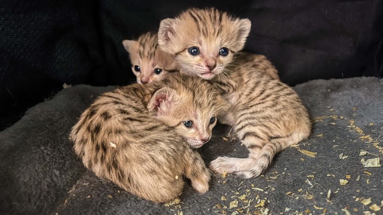 What a Trio | Sand cat kitten triplets born at North Carolina Zoo