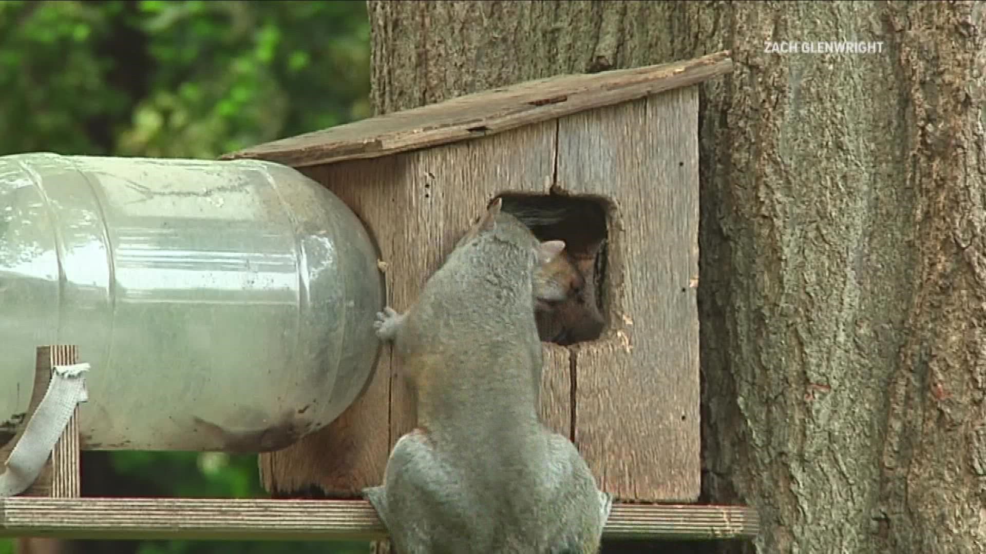 Common species of North America are becoming harmful invasives in Europe.