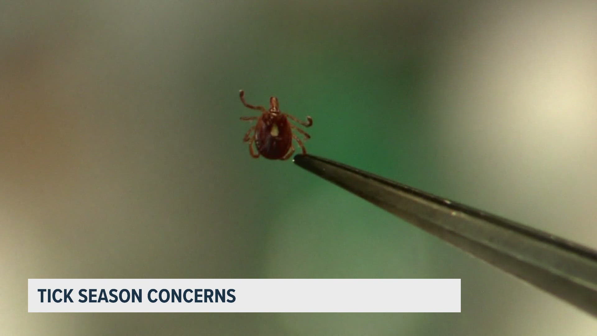 Heart failure in the young, a breast cancer warning and why this tick ...