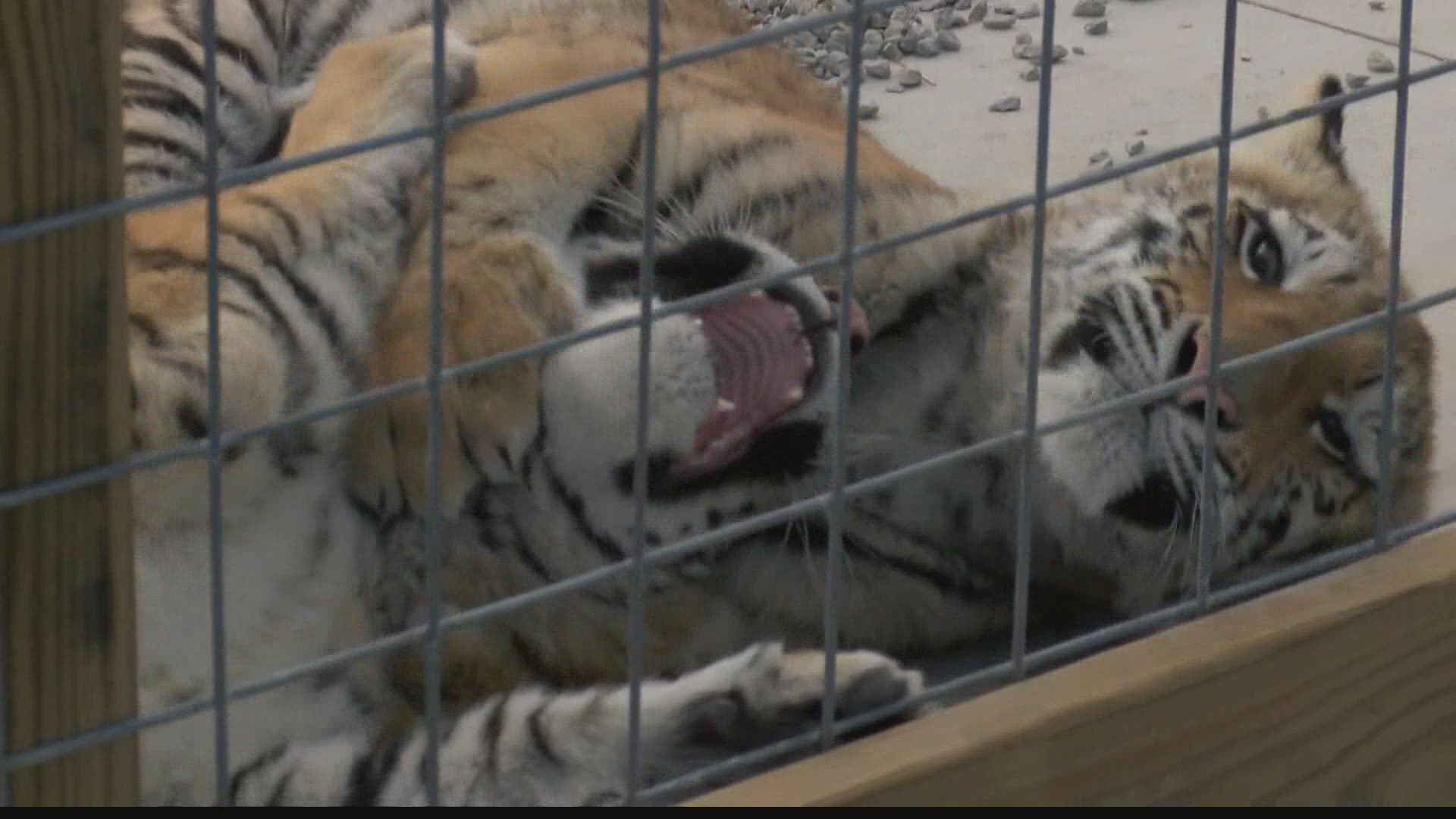 Indianapolis Zoo is helping find new homes for the more than 200 animals being removed from “Wildlife In Need,” a roadside zoo in Southern Indiana owned by Tim Stark