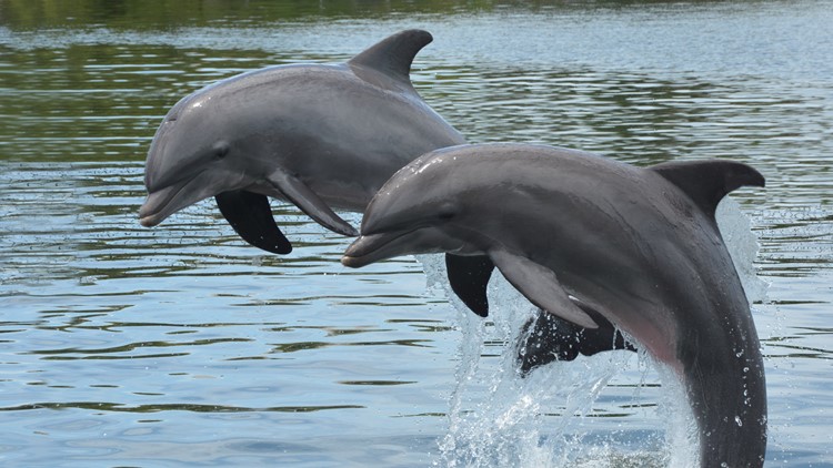Dolphins have to shout at each other over human noise pollution, study reveals