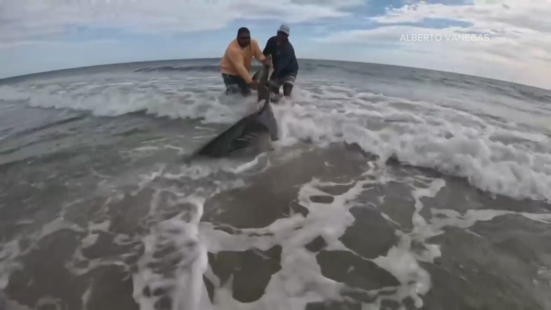 A Yulee man reeled in "a fish of a lifetime" off the coast of Amelia Island Tuesday -- a 9-10 foot long great white shark. 