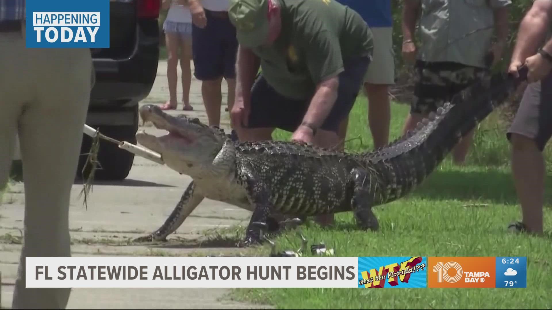 It's the state's way of controlling the alligator population.